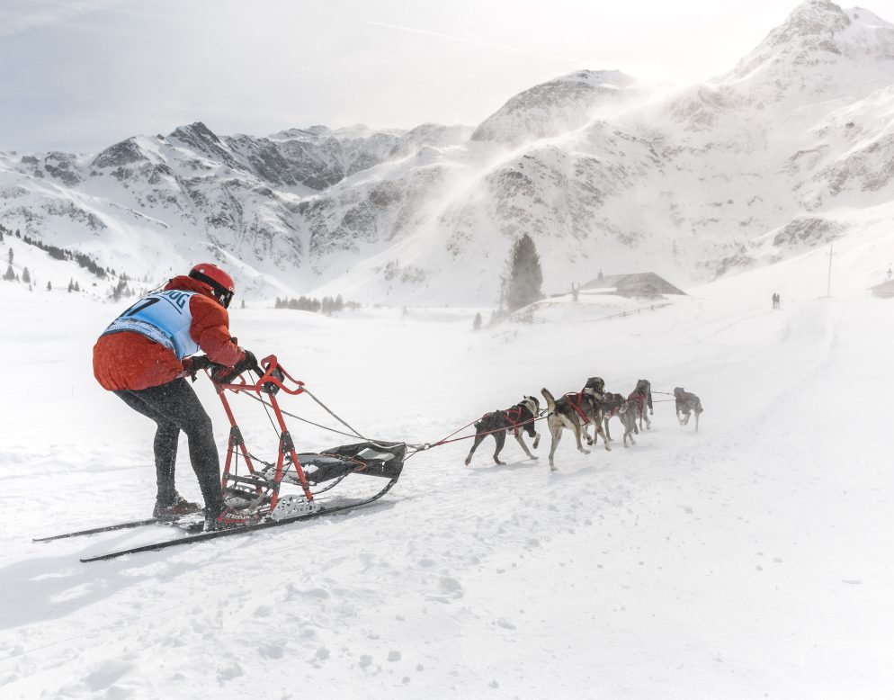 Hundeschlittenfahrt im verschneiten Gasteinertal vor Alpenpanorama